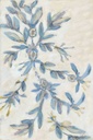 [BOLNF1-12X12G] Laurus Nobilis: Fan (12x12, Gold)