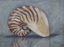 [NAUT-12X12G] Nautulus (12x12, Gold)