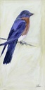 [BRBB-12X24G] Bluebird of Happiness (Gold)